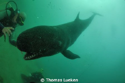 encounter with a false killerwhale by Thomas Lueken 